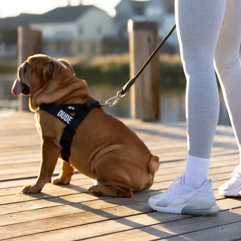 Dog Friendly Co. Harness - No-Pull Dog Harness – Lightweight, Adjustable & Comfortable Fit for All Dogs